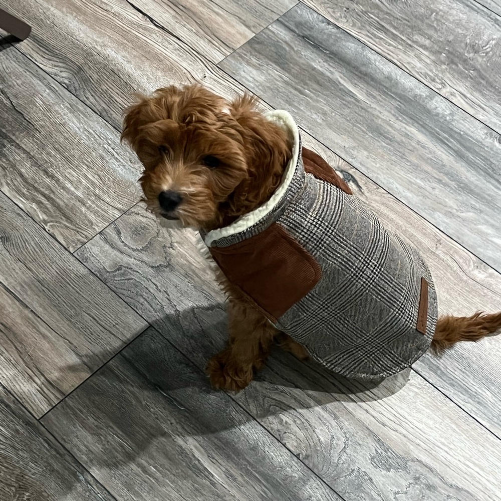Dog jacket - Picture 2 of 2